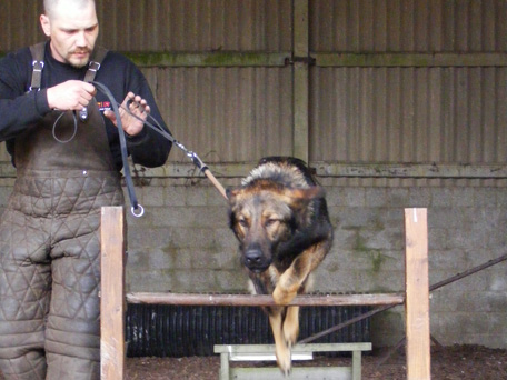 Security Dog Training